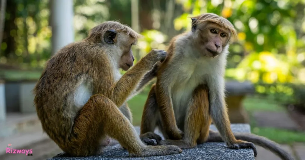 Dirty Monkey Rizz Pick-Up Lines