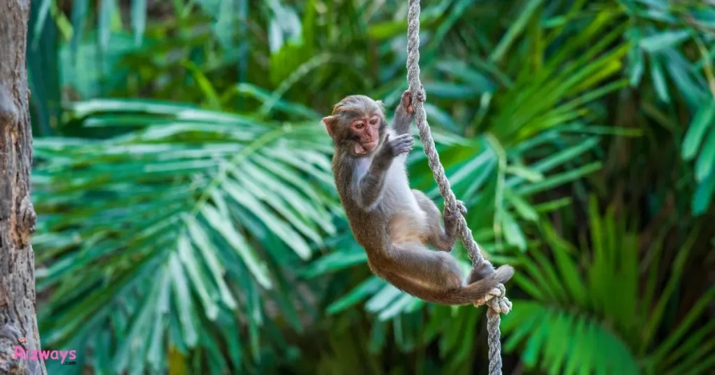Funny Monkey Rizz Gif 