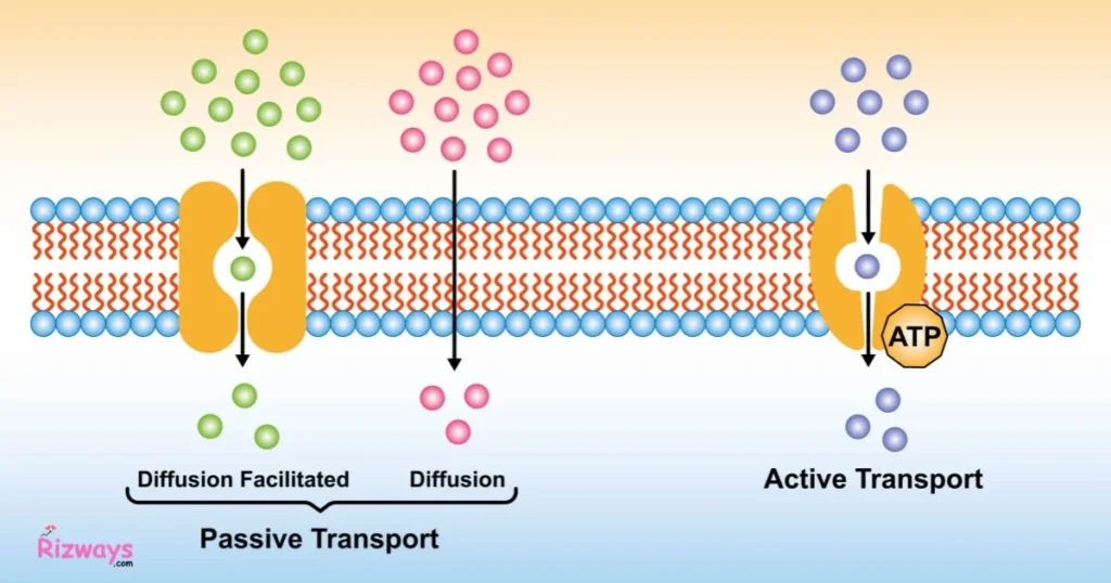 Pick Up Line For Cell Membrane