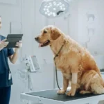 Veterinarian Pick-Up and Rizz Lines