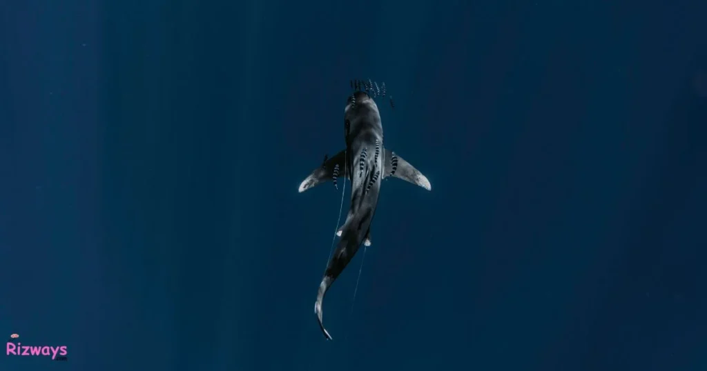 Brutal Shark Rizz Lines