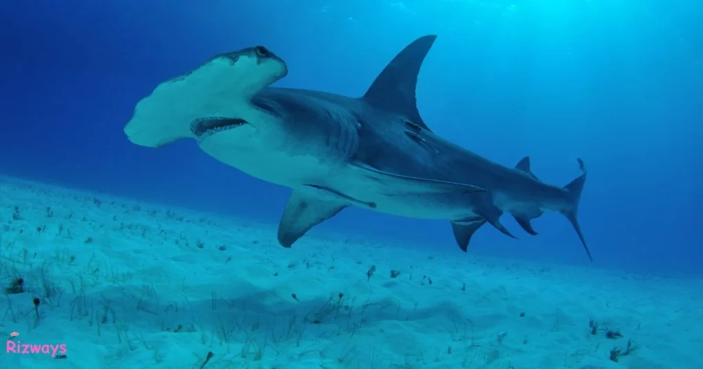 Funny Shark Pick Up Lines