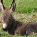 Donkey Pick Up Lines