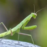 Insect Pick Up Lines