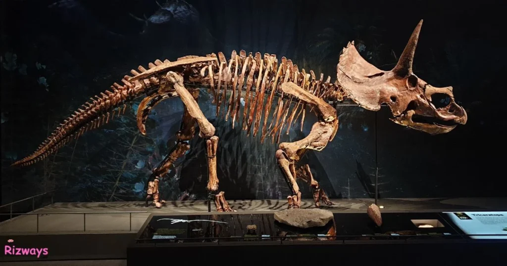 Paleontology Rizz Lines