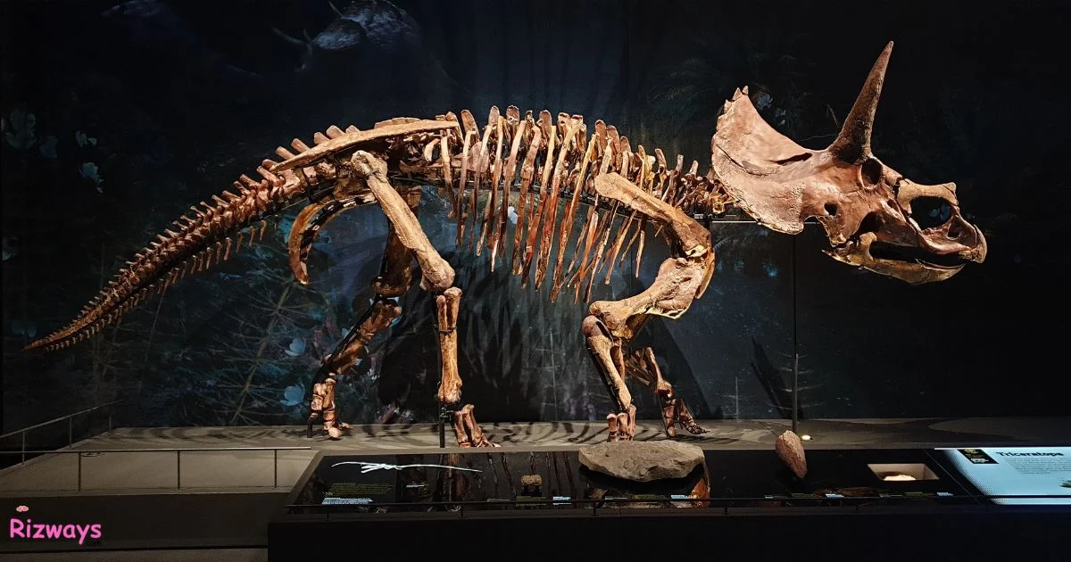 Paleontology Rizz Lines