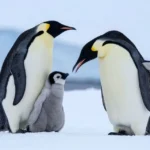 Penguin Pick Up Lines
