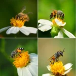 Bee Pick Up Lines