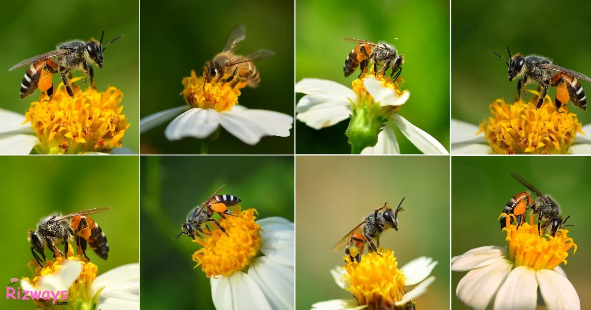 Bee Pick Up Lines
