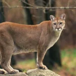 Cougar Pick Up Lines