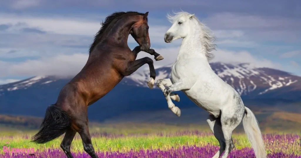 Horse Pick Up Lines