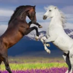 Horse Pick Up Lines